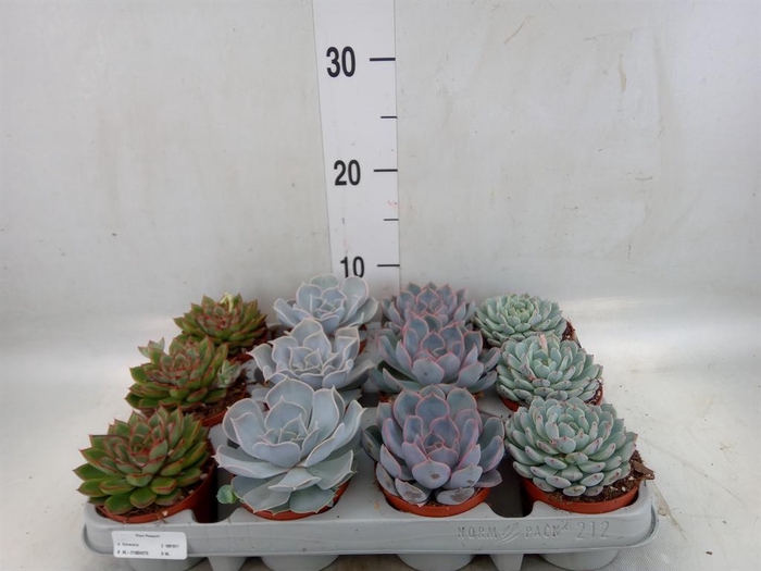<h4>Echeveria   ...mix</h4>