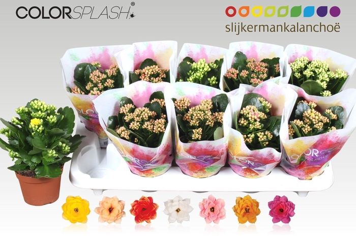 <h4>KAL GE GEM 7 KL</h4>