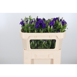 Campanula Cham Blue