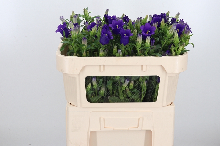 <h4>Campanula Cham Blue</h4>