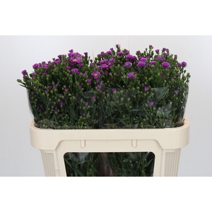Aster Casarosa
