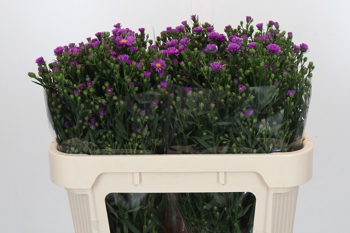 Aster Casarosa