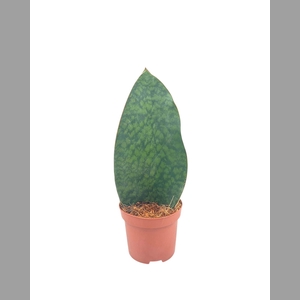 SANSEV TRIFASCIA  OV