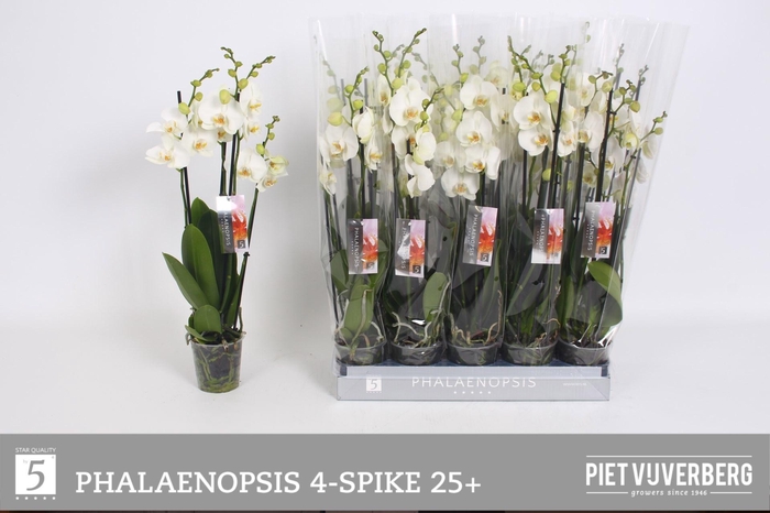 <h4>PHAL OV WIT</h4>