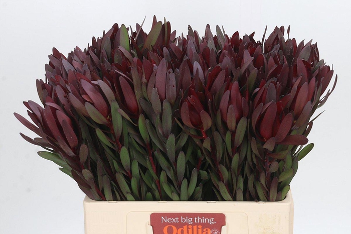 <h4>LEUCAD SAF SUNSET</h4>