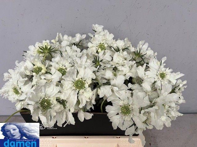 <h4>SCAB C ANNABELLE</h4>