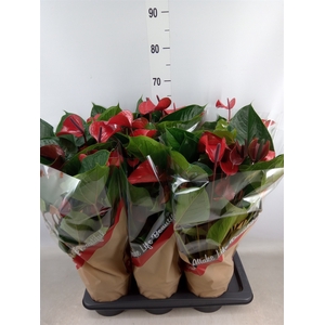 Anthurium  'Deco Red'