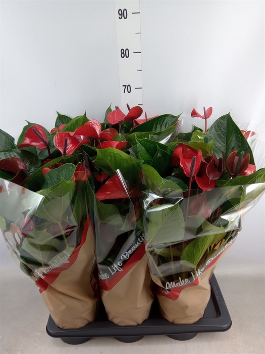 <h4>Anthurium  'Deco Red'</h4>