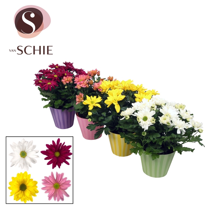 <h4>Ch Margarita Mix Potcover STRIPES</h4>