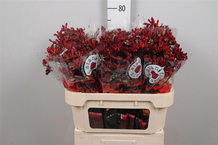 <h4>Anigoz Early Spring</h4>