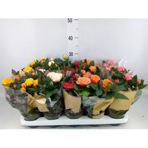 Rosa  'Kordana Grande'   ...mix