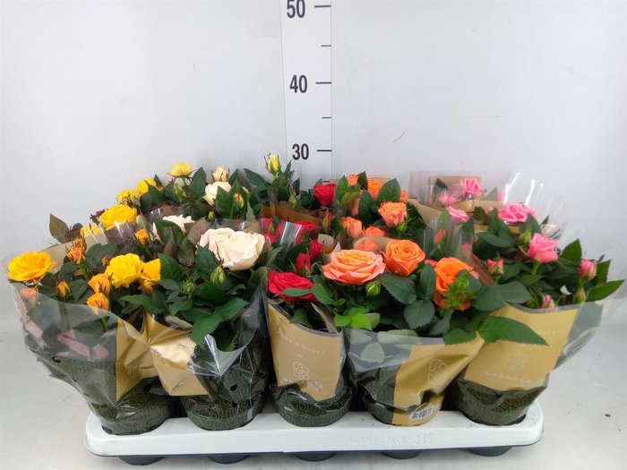 <h4>Rosa  'Kordana Grande'   ...mix</h4>