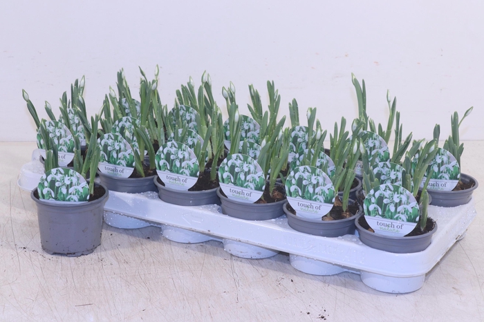 <h4>GALANTHUS HIPPOLYTA</h4>