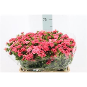 Di Barb Doblino Salmon X50