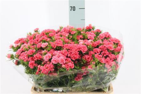 <h4>Di Barb Doblino Salmon X50</h4>