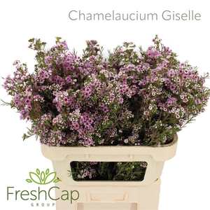 Chamelaucium Giselle