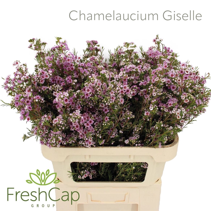 <h4>Chamelaucium Giselle</h4>