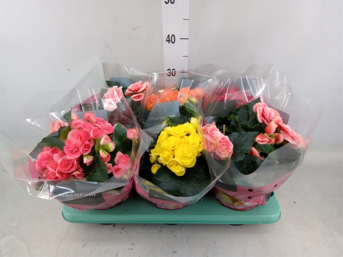 <h4>Begonia elat. DU   ...mix</h4>