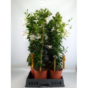 Mandevilla sand. 'SumStar White'