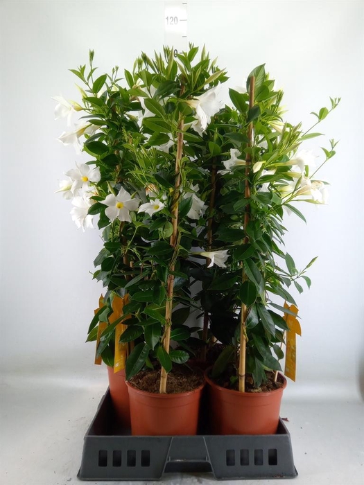 <h4>Mandevilla sand. 'SumStar White'</h4>