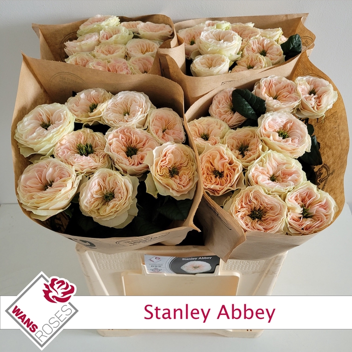 <h4>R GR STANLEY ABBEY</h4>