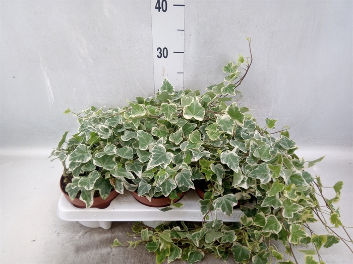 <h4>Hedera helix 'White Wonder'</h4>