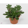 Echeveria Culebra