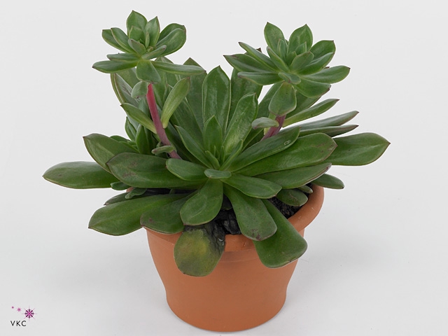 Echeveria Culebra