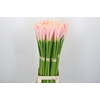 Zantedeschia Eydolls Salmon