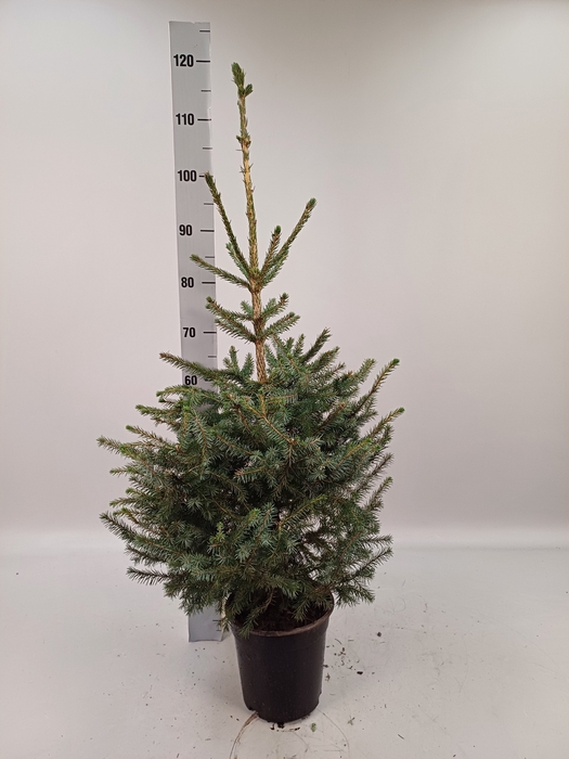 <h4>PICEA OMORIKA</h4>