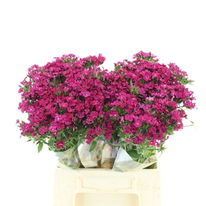 DI BARB AM NEON CHER