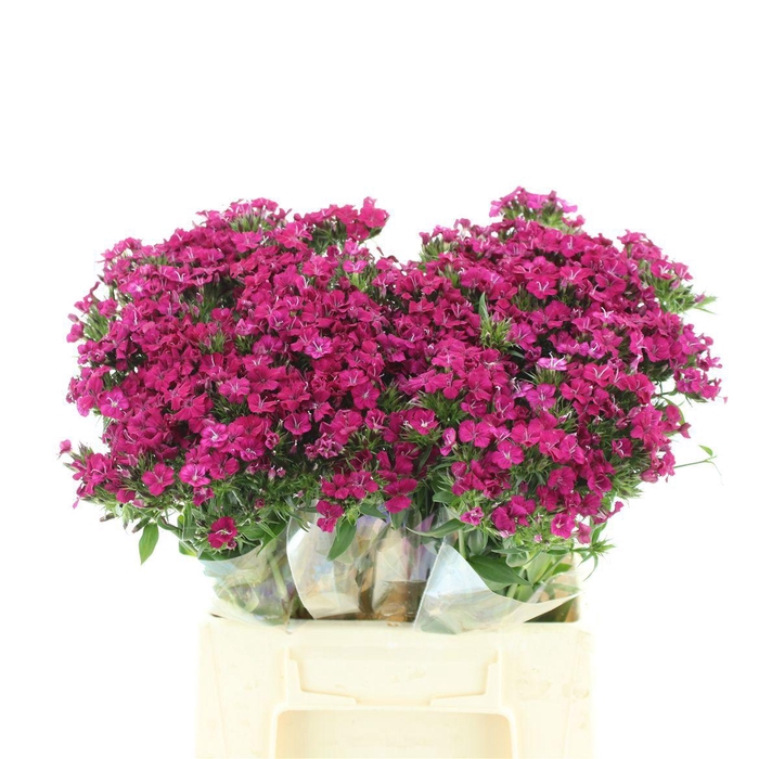 <h4>DI BARB AM NEON CHER</h4>