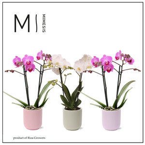 Phalaenopsis Charming Mix 2 spike - 9cm in Atlanta | Mimesis