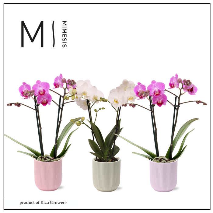 <h4>Phalaenopsis Charming Mix 2 spike - 9cm in Atlanta | Mimesis</h4>