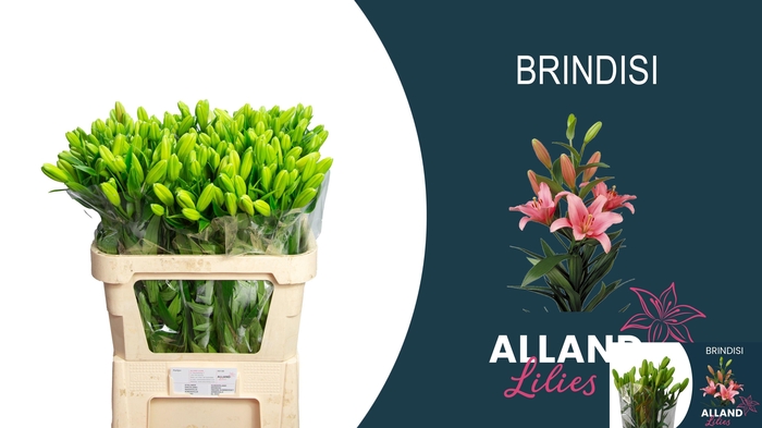 <h4>LI LA BRINDISI</h4>