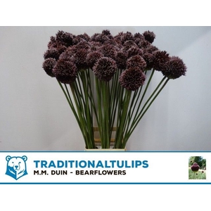 ALLIUM FORELOCK