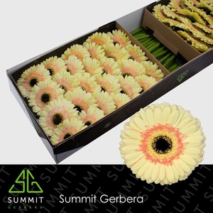 Gerbera Cartizze Doos