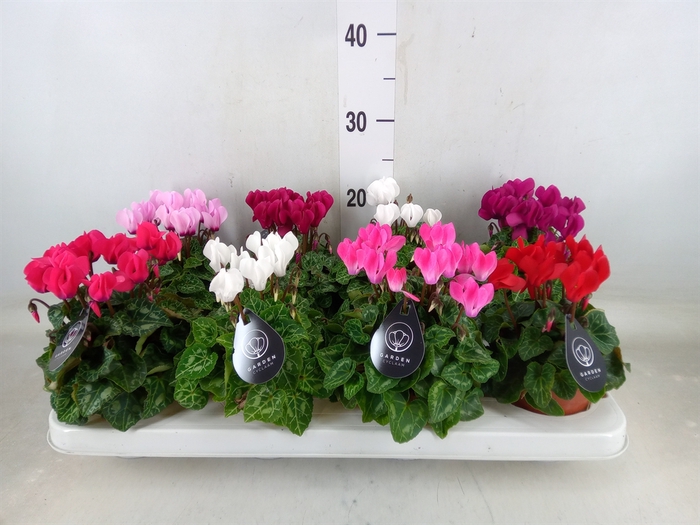 <h4>Cyclamen KL   ...patio</h4>