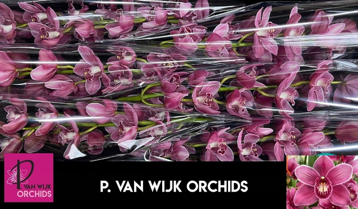 <h4>CYMB T MONICA</h4>