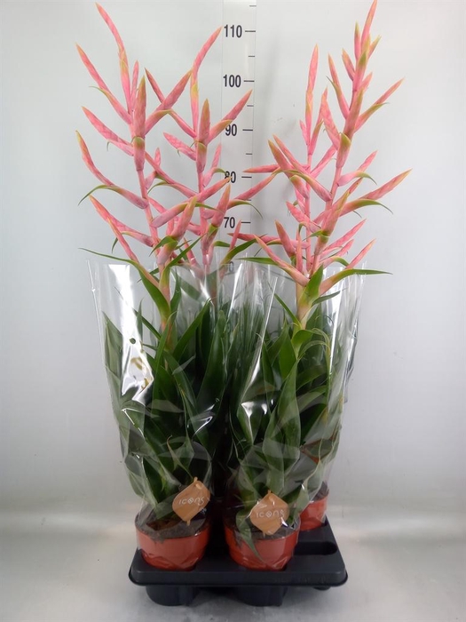 <h4>Tillandsia  'Dolce'</h4>