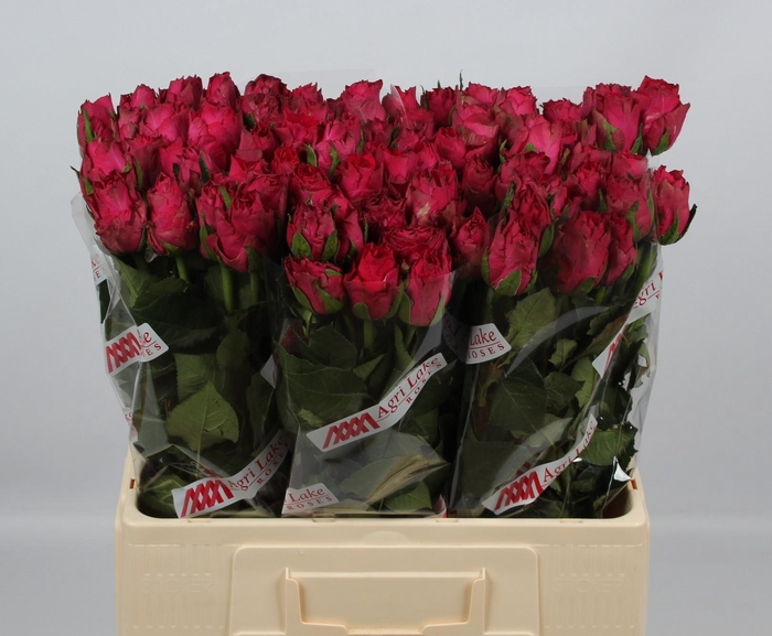 <h4>R GR MADAM CERISE</h4>