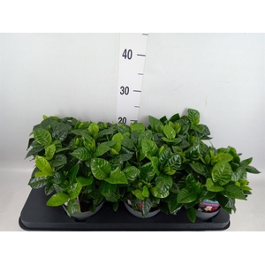 Gardenia jasminoides