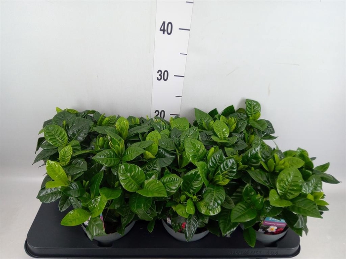 <h4>Gardenia jasminoides</h4>