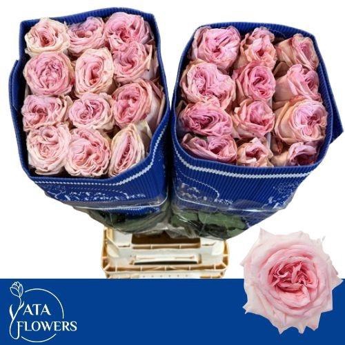 <h4>R GR O HARA</h4>