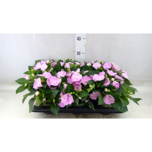 Impatiens NG 'Tamarinda Violet'
