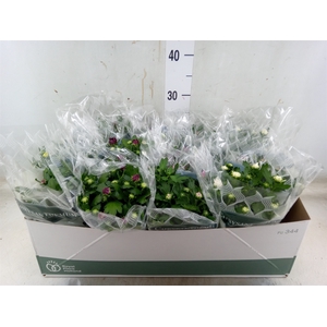 Chrysanthemum   ..mix 5
