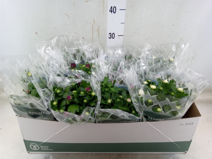 <h4>Chrysanthemum   ..mix 5</h4>