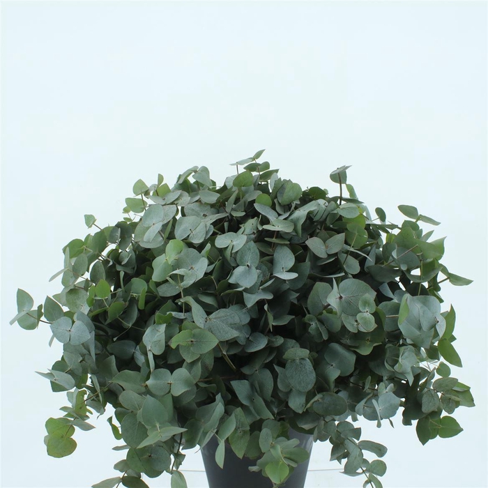 <h4>Euca Cinerea P Stem 60cm (10 Stems Per Bunch)</h4>