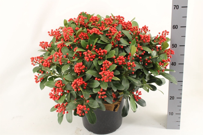 <h4>Skimmia jap. 'Desire'</h4>