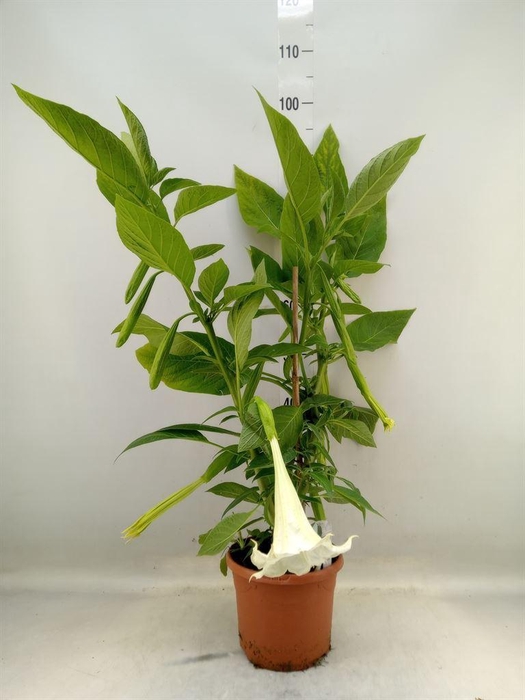 <h4>Brugmansia   ...</h4>